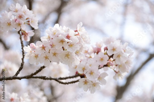 Cherry tree in bloom in spring