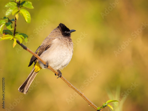Common bulbul, black-eyed bulbul or  brown bulbul (Pycnonotus barbatus). Mpumalanga. South Africa.