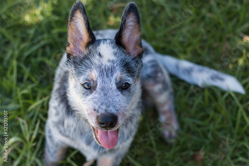 Australian Cattle Dog or Blue Heeler Puppy outdoors closeup of face looking at the camera with his tongue out