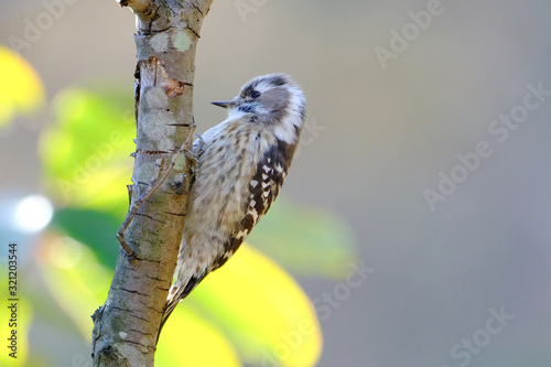 japanese pigmy woodpecker on branch