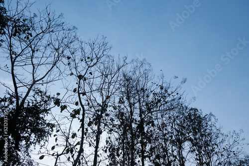 Tree and branches of the tree and clear blue sky