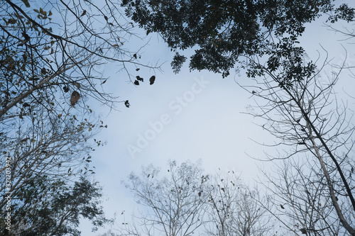 Tree and branches of the tree and clear blue sky , with selective focus
