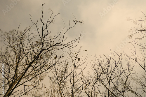 Tree and branches of the tree and sky in warm tone, with selective focus