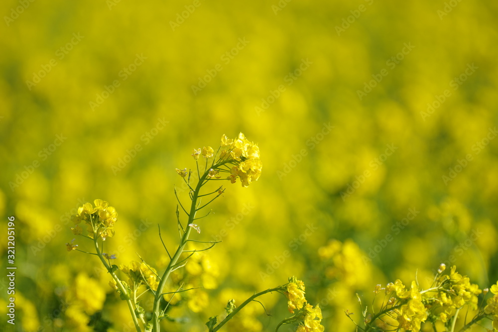 菜の花畑 菜の花畑