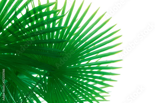Several green palm tree fan shaped leaves isolated on white background