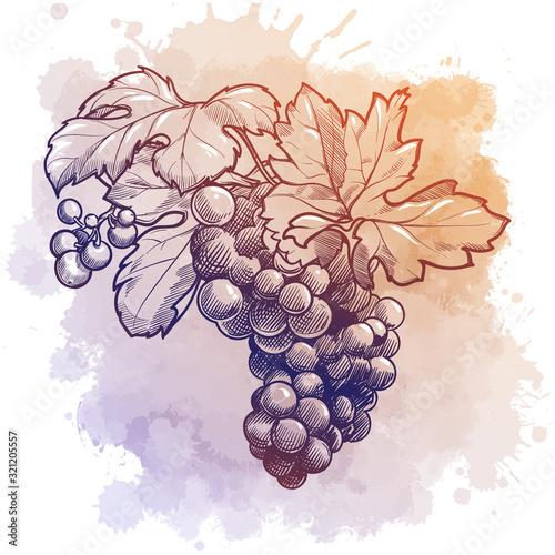 Grapes cluster with leaves. linear drawing isolated on watercolor textured background. EPS10 vector illustration