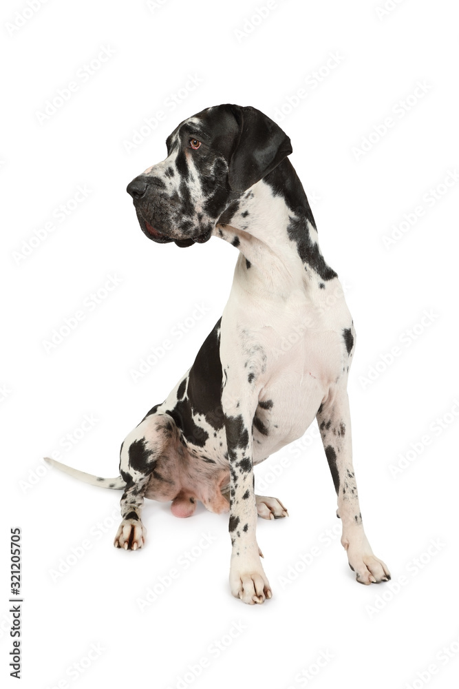 Spotted Great Dane dog over white