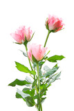 Spring rose flowers isolated