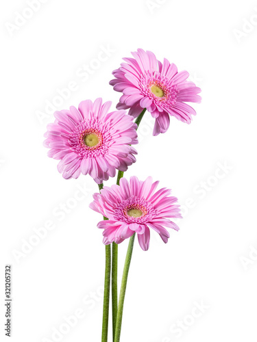 Spring gerbera flowers isolated