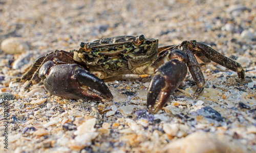 a large crab came out of the sea, at the shore, on the sand. Close up photography