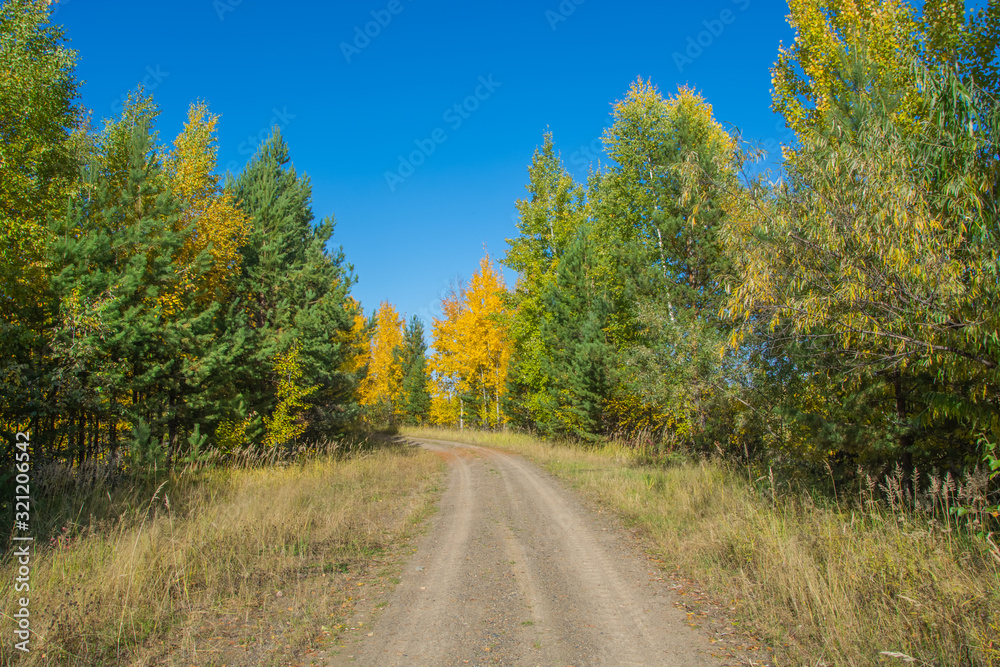 Obraz premium Forest road on a clear sunny day. Autumn landscape.
