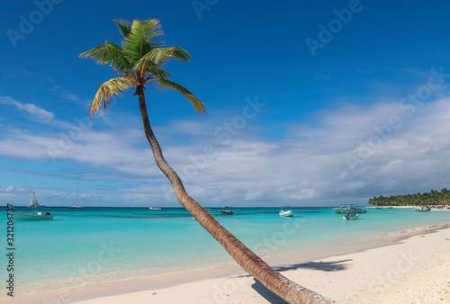 coconut palm tree on the beach