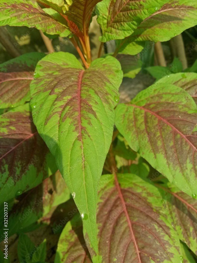 image of houseplants is very beautiful . leaves with a blend of two colors image of houseplants is very beautiful . leaves with a blend of two colors