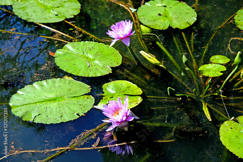 A close up of a lotus flower in blossom in a pond.