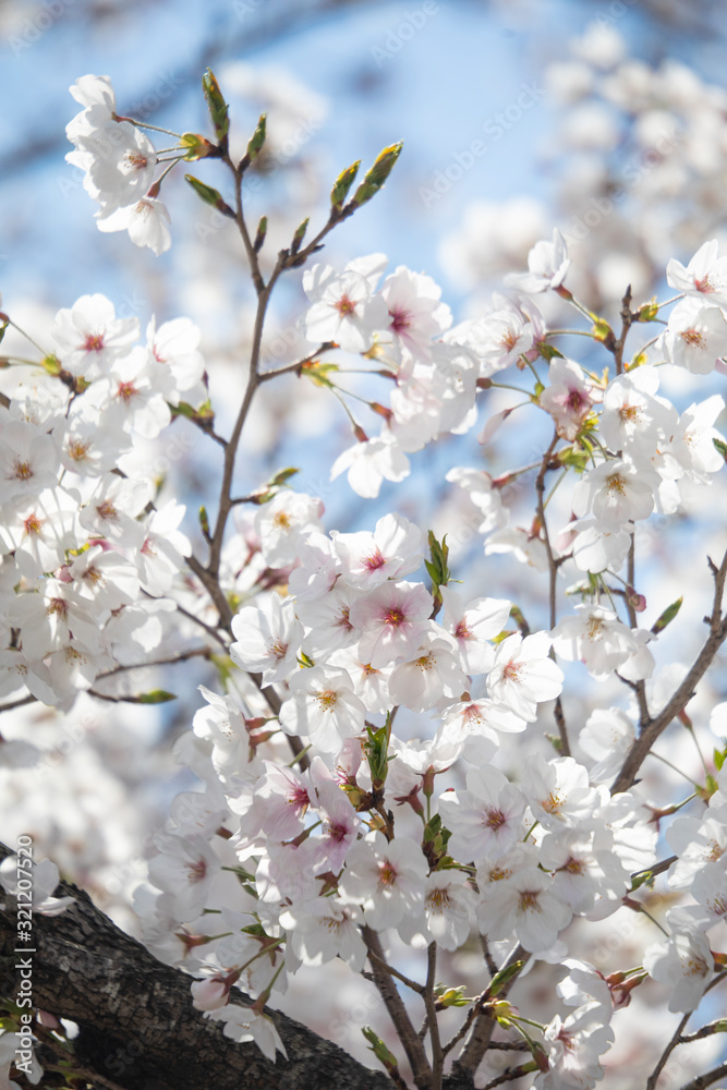 Fototapeta premium 桜