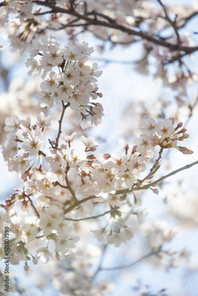 桜