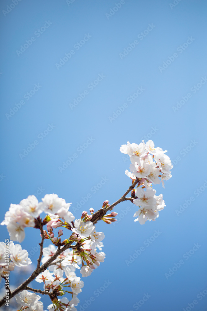 桜 桜