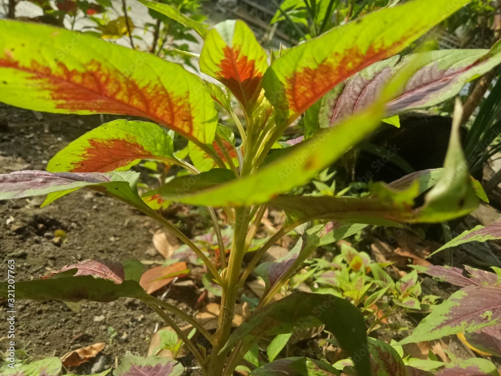 image of houseplants is very beautiful . leaves with a blend of two colors image of houseplants is very beautiful . leaves with a blend of two colors