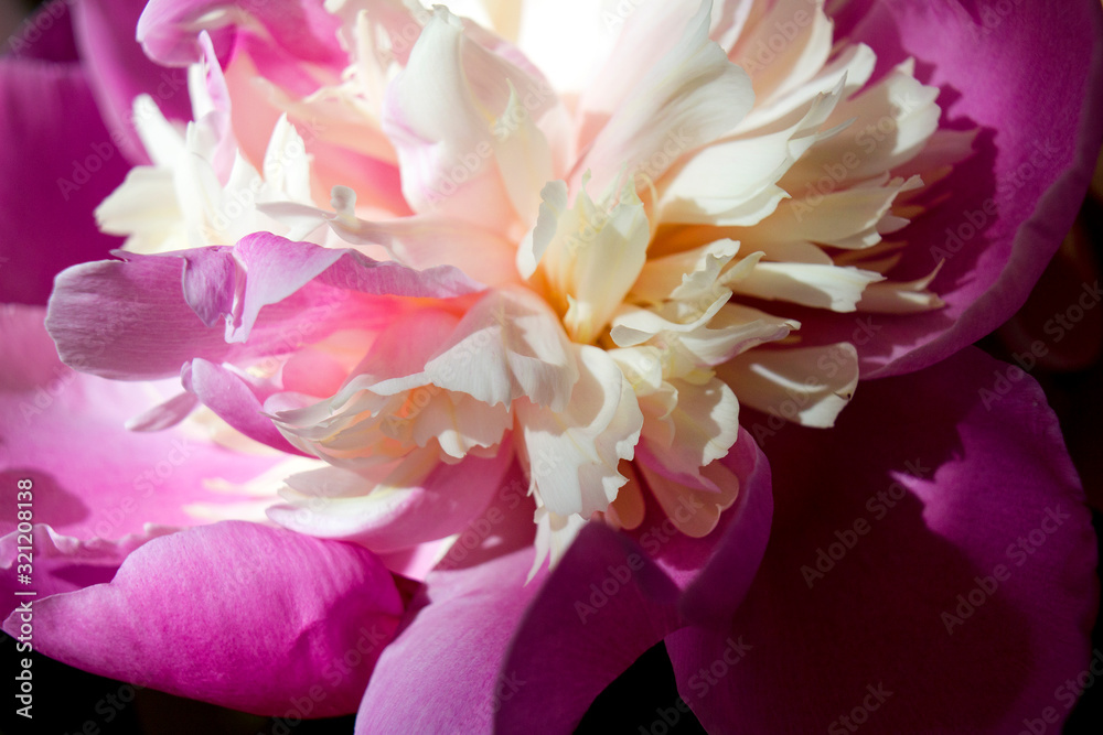 closeup of pink flower full bloom spring peony flowers abstract  minimal background