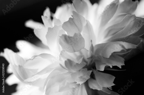 macro white flower peony petal on black background minimal abstract spring floral card photo