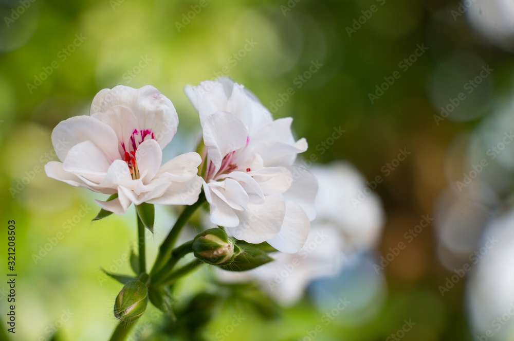 Zonal Geranium, Pelargonium hortorum with white flowers in the garden Zonal Geranium, Pelargonium hortorum with white flowers in the garden