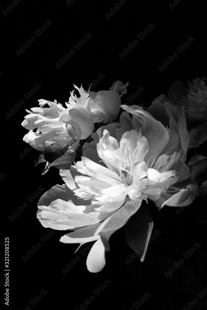 spring white peony flower bloom bouquet on black vertical background wedding birthday card womens beauty concept