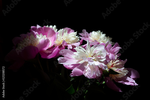 pink peony fresh spring flower bouquet into sun light on black background