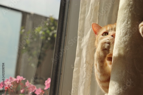 柱に抱き付こうとする猫アメリカンショートヘアー