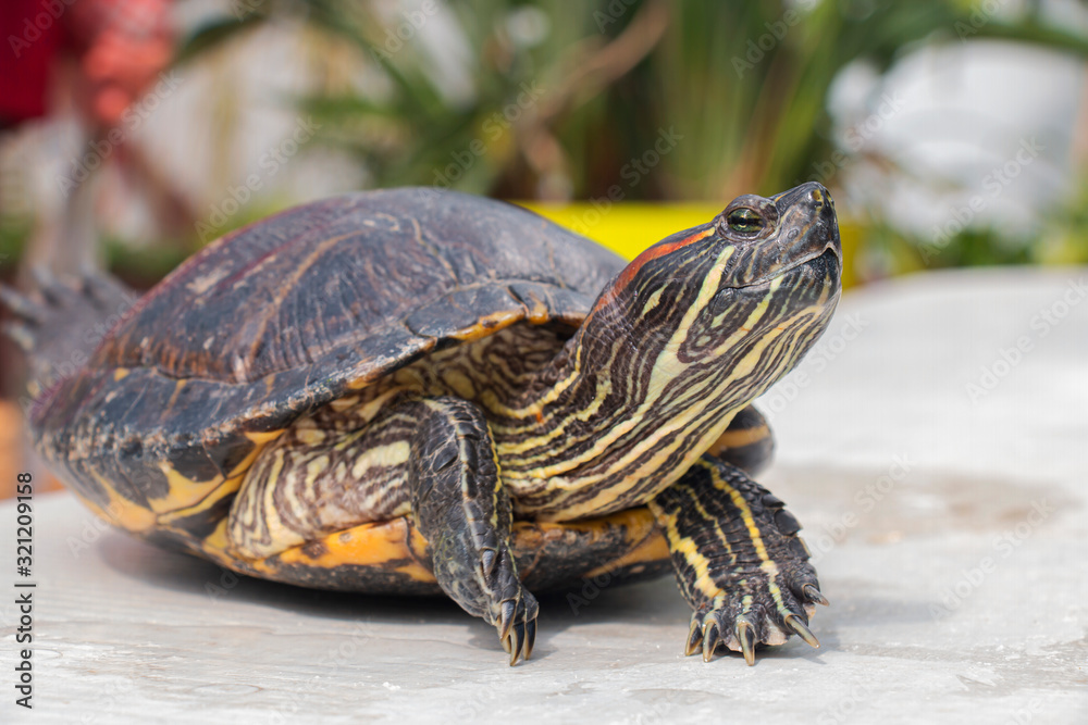red-eared turtle smiles basking in the sun on the shore of a pond red-eared turtle smiles basking in the sun on the shore of a pond