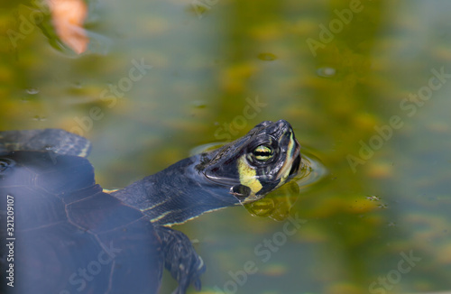 red-eared turtle swims in green water, a small pond
