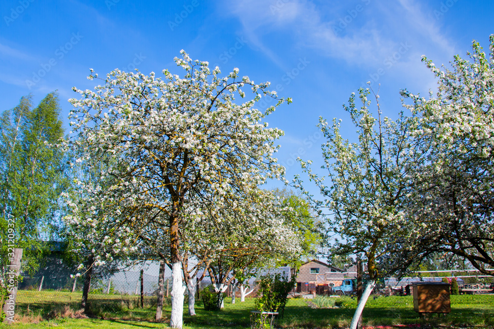 blooming orchard in spring, apple hive blooming orchard in spring, apple hive