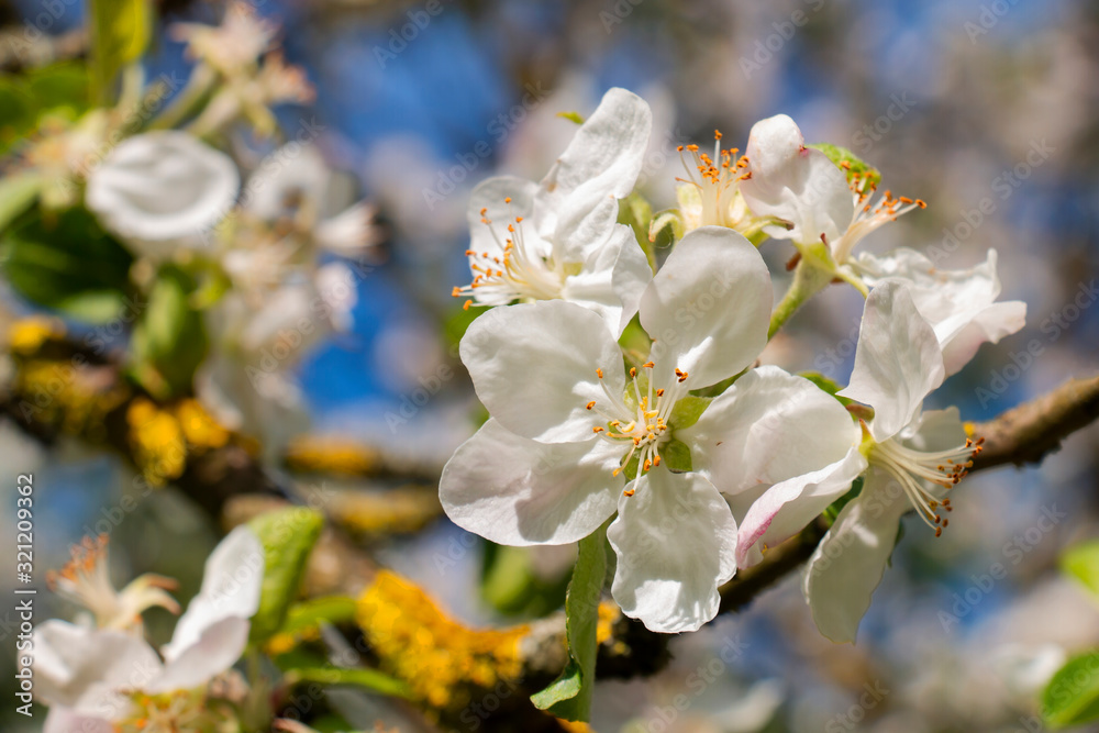apple tree blossoms in the spring garden on a sunny day, white flower apple tree blossoms in the spring garden on a sunny day, white flower