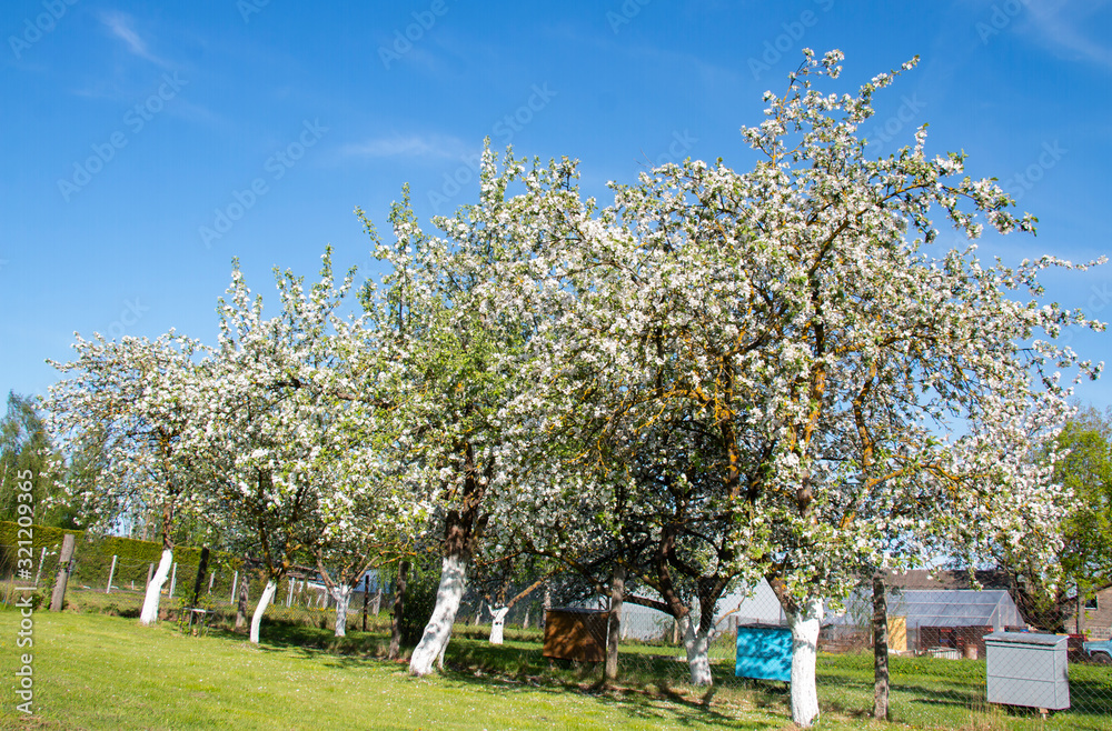 blooming orchard in spring, apple hive blooming orchard in spring, apple hive