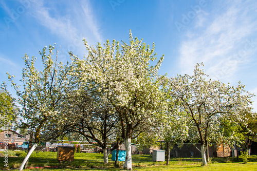 blooming orchard in spring, apple hive