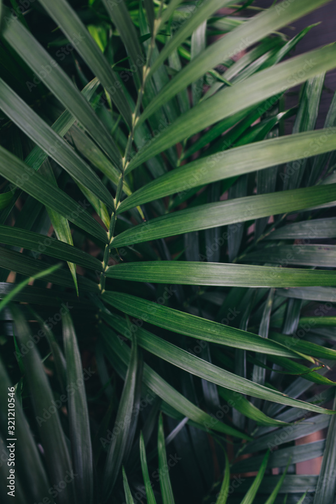 Perfect natural fern pattern. Green leaf texture. Leaf texture background. Perfect natural fern pattern. Green leaf texture. Leaf texture background.