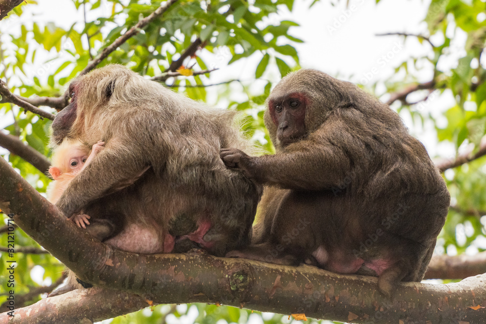 Εκτύπωση καμβά Makake mit Jungem auf der Isla de los Monos im Catemaco See