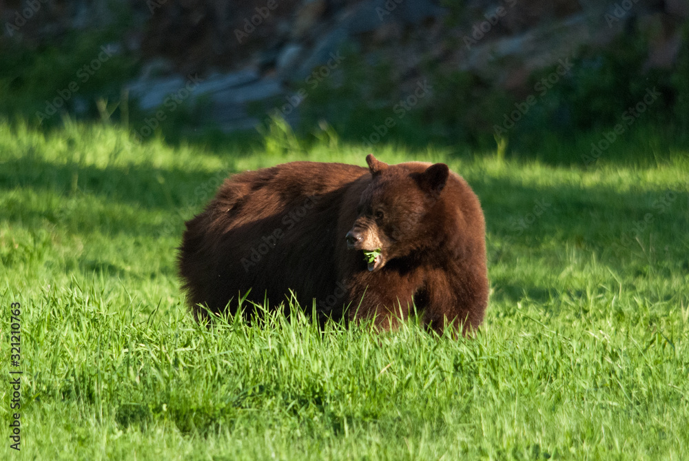 A cinnamon bear (baribal bear) is eating a grass on a top of Whistler Blackcomb slope. A cinnamon bear (baribal bear) is eating a grass on a top of Whistler Blackcomb slope.