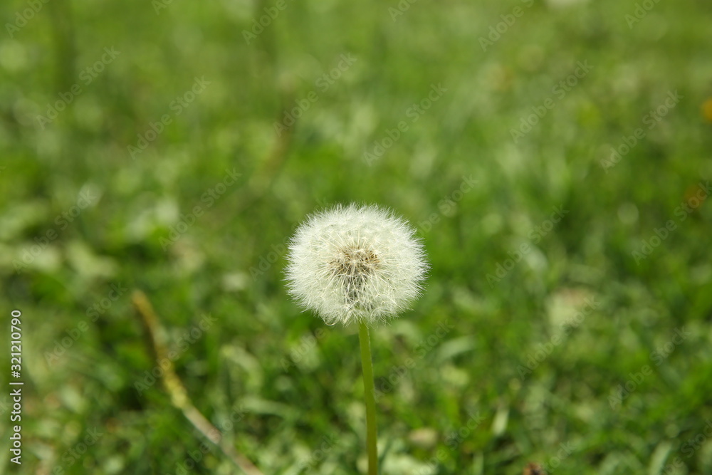 Dandelion fluff on green grass background. Dandelion on a background of green grass. Beautiful blurred bokeh . Close-up view of dandelion on grass with place for the text .