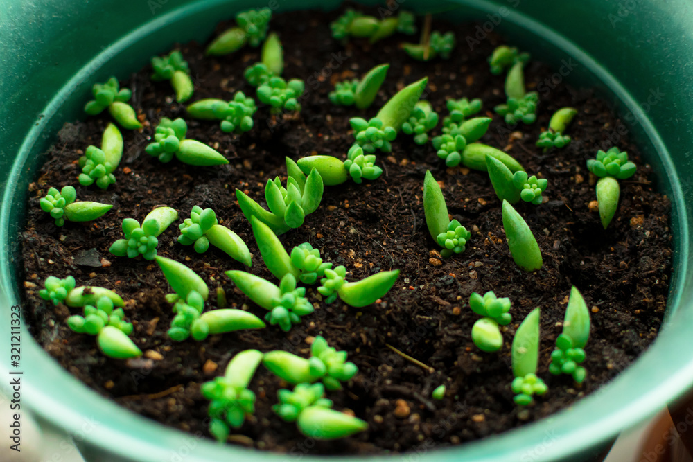 Sedum morganianum or sedum is a simple succulent. Potted houseplant, young shoots, planting in the ground. Sedum morganianum or sedum is a simple succulent. Potted houseplant, young shoots, planting in the ground.