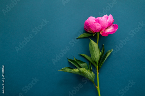 Pink peony flowers on a blue background. Copy space. Floral concept, event invites