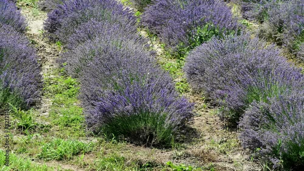 Harvesting of violet lavender with agricultural machinery Harvesting of violet lavender with agricultural machinery