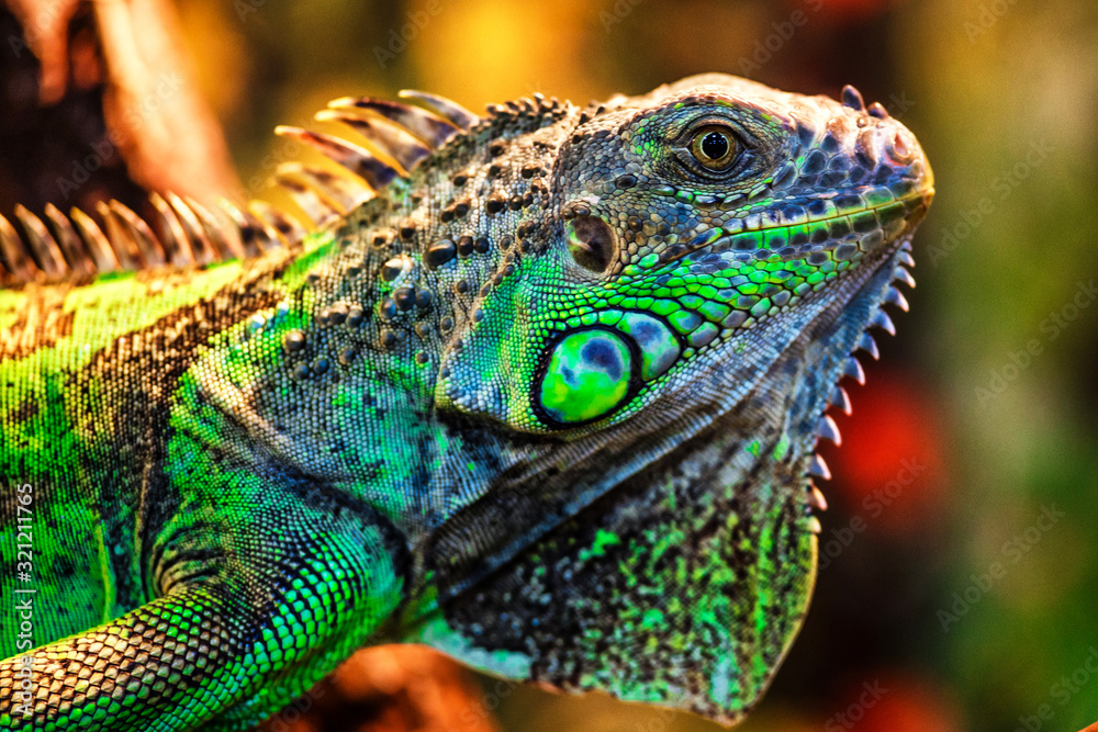 The green iguana, also known as the American iguana, mostly herbivorous species of lizard of the genus Iguana.  This is the residual dinosaur reptile that needs to be preserved in the natural world