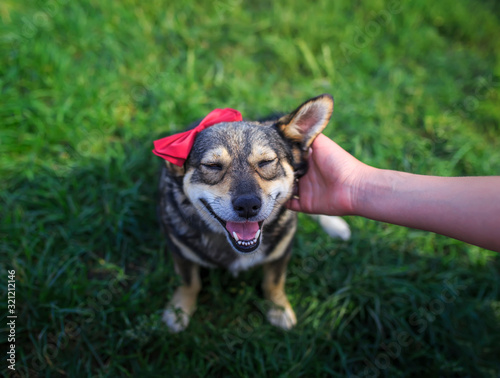 hand scratches and strokes behind the ear of a cute smiling brown dog on the ...