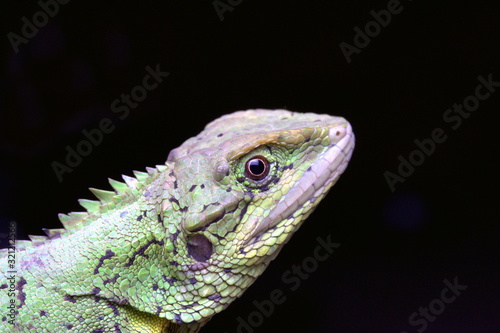 Head close-up of Mictopholis austeniana  Dafla Hills Agamid  a rare lizard from Eaglenest WLS  Arunachal Pradesh