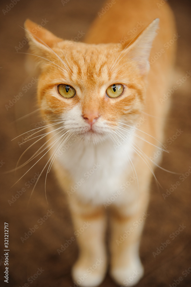 Ginger tabby kitty cat portrait