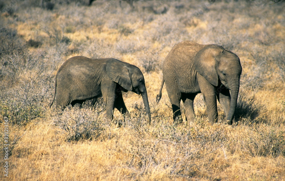 African Elephant calves in Maasai Mara, Kenya. African Elephant calves in Maasai Mara, Kenya.