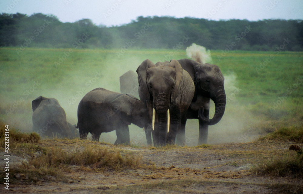 A herd of African Elephants taking a dust bath in Amboseli National Park, Kenya.