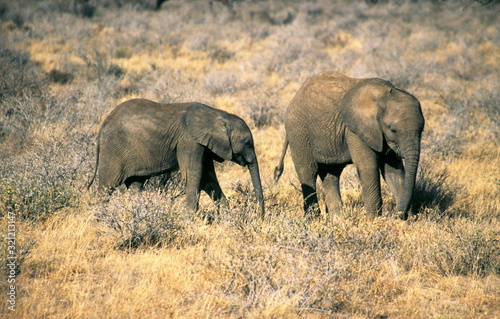 African Elephant calves in Maasai Mara  Kenya.