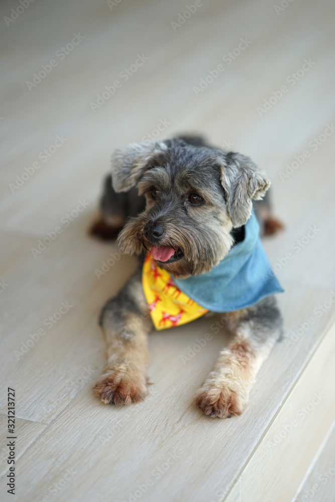 Small black color mixed breed dog with colorful bandanas