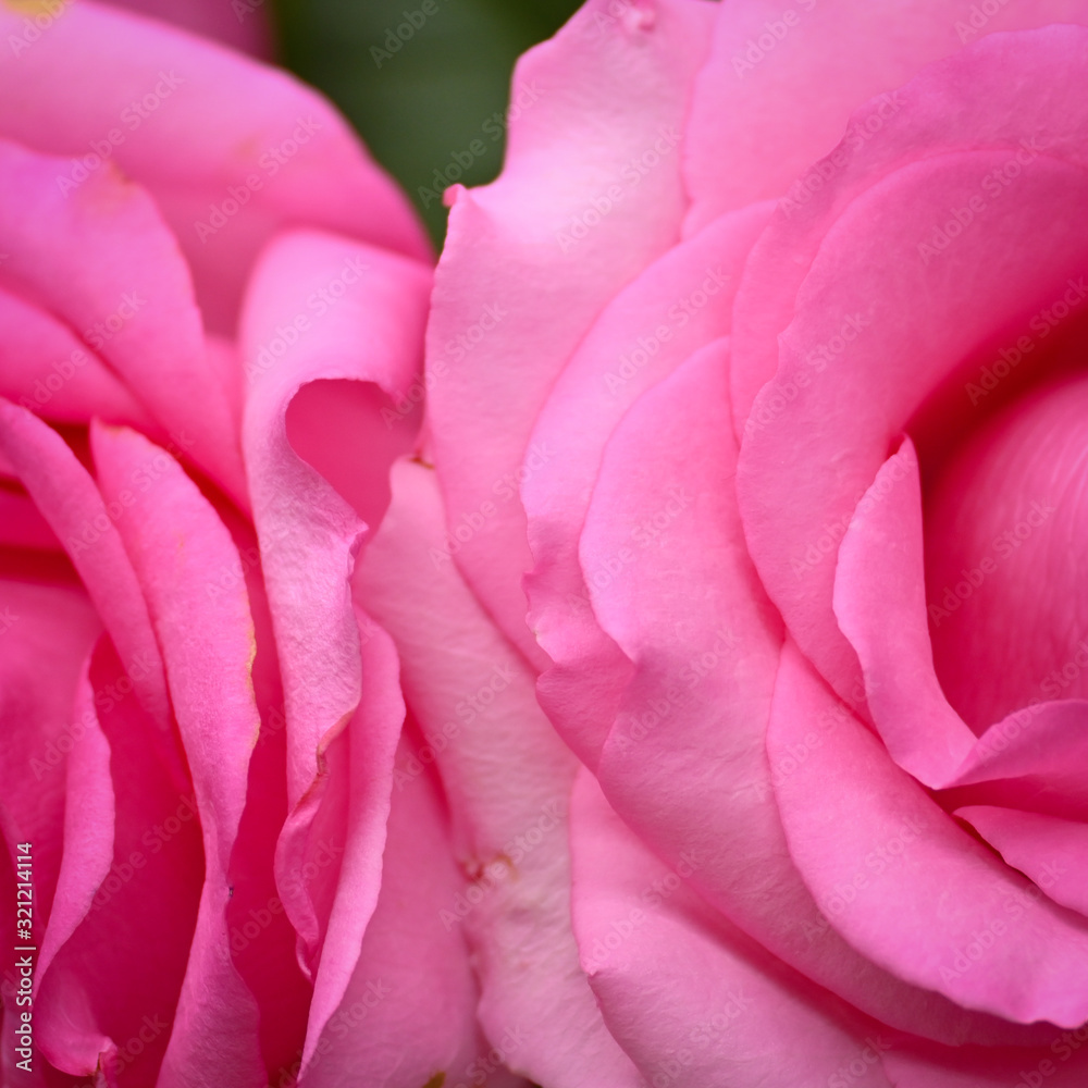pink rose flower with wrinkle wilt petal, image used for skin care of beauty concept